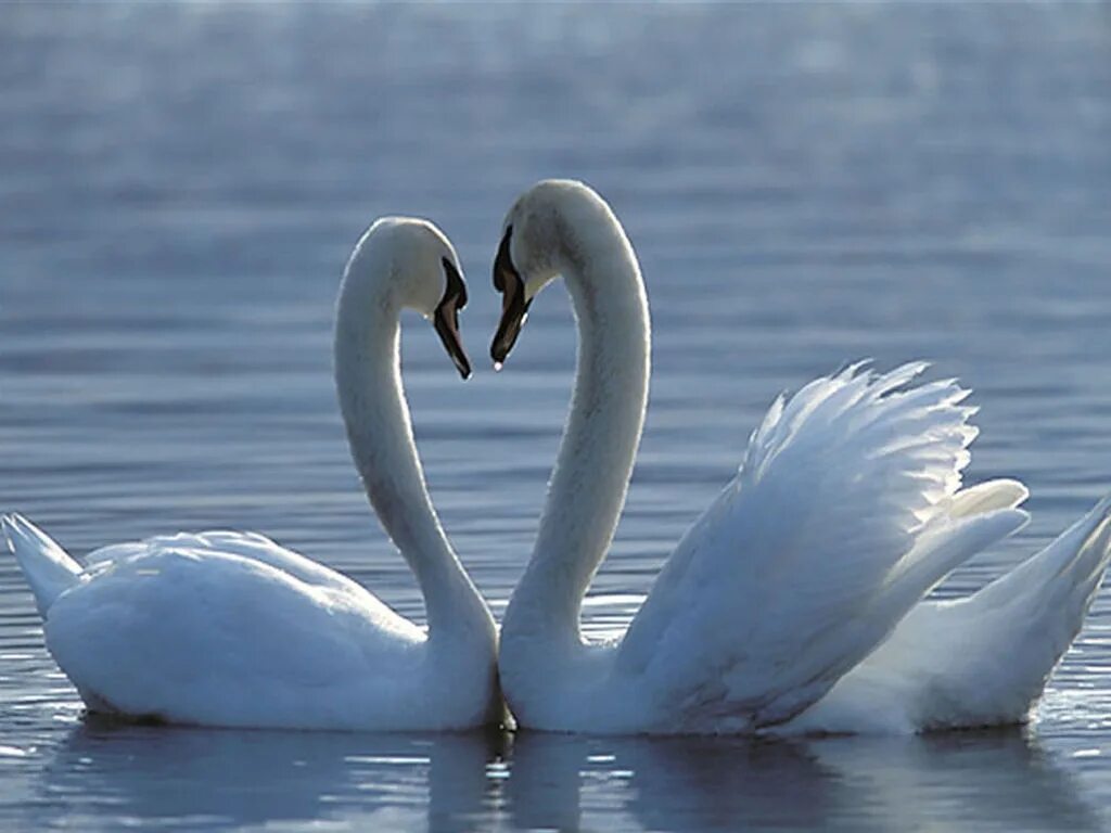 Пара лебедей. Два лебедя. Любовь и лебеди. Белый лебедь. Лебединая верность значение