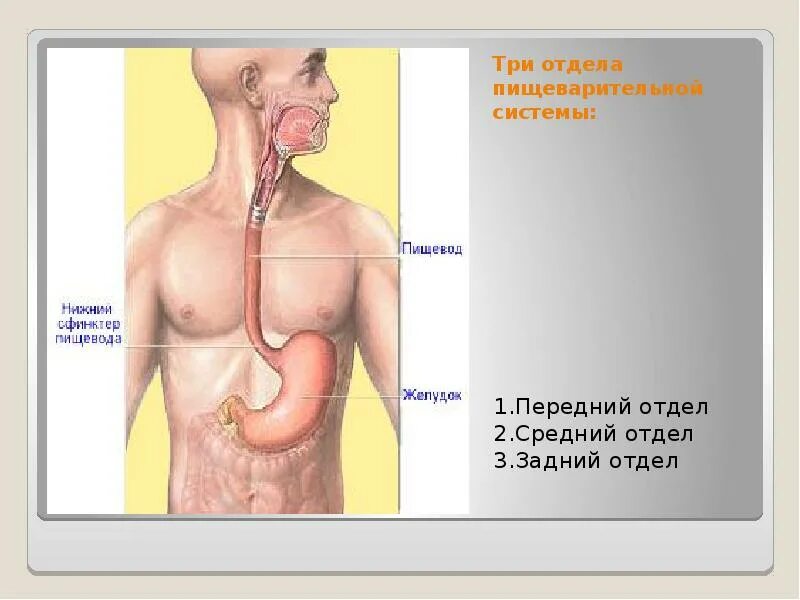 Таблица по органам пищеварительного тракта. Начальный отдел пищеварительного. Начальный отдел пищеварительного. Пищеварительная система строение и функции анатомия. Общая схема пищеварительного тракта.