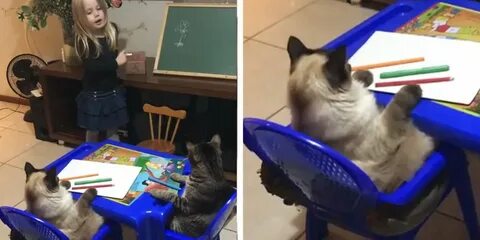 Her cat 2