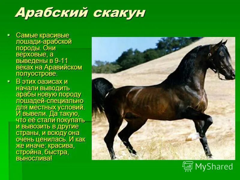 лошадь какая прилагательные