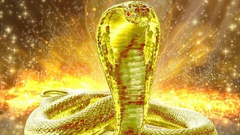Золотая кобра 2024
