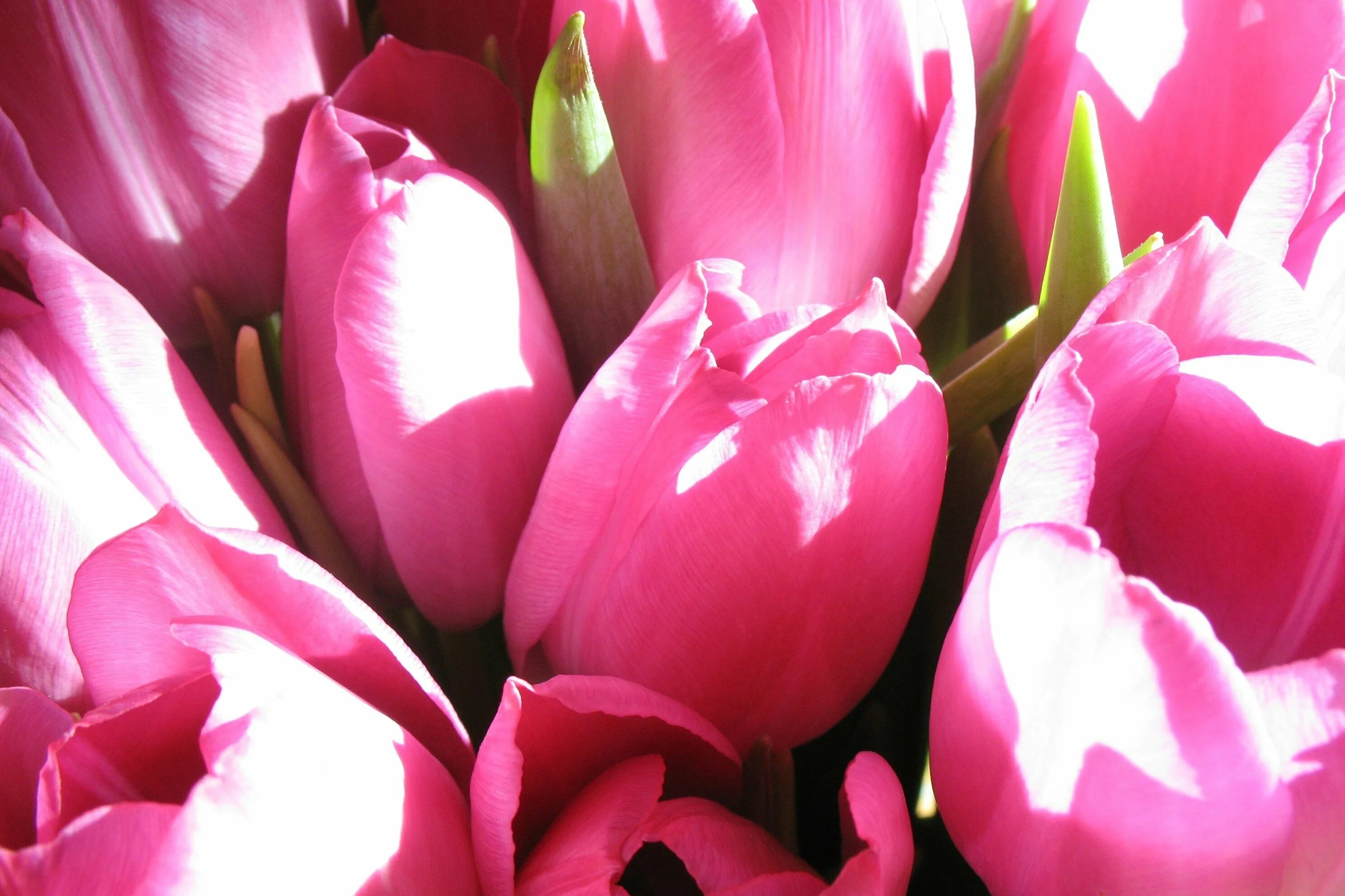 Что значат розовые тюльпаны. Barre alta тюльпан. Тюльпан Pink Sound. Тюльпан Pink Twist. Тюльпан Carola.