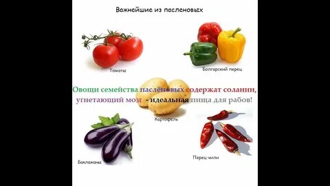Овощи семейства пасленовых список
