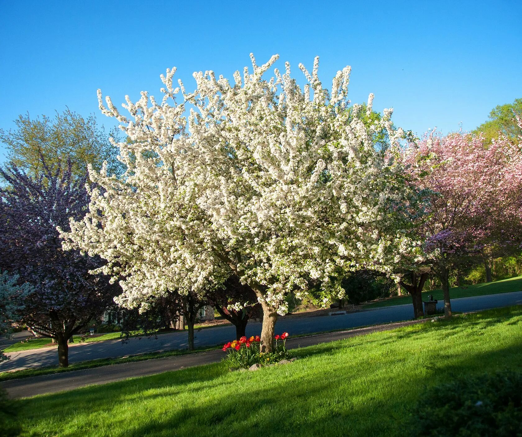 Crab apple tree. Хайтан яблоня. prarie crabapple. crab apple tree flower.