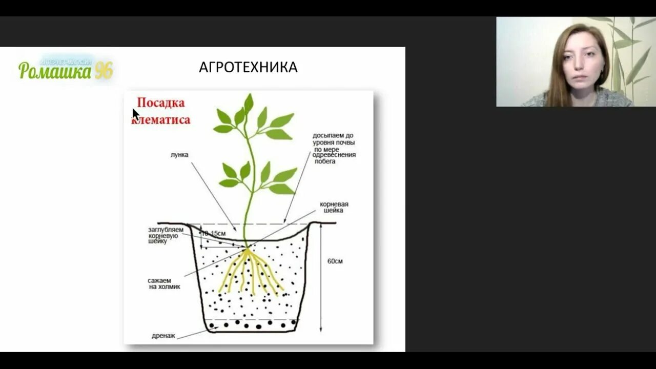 Как посадить клематис весной в открытый грунт. Посадка клематиса весной в открытый грунт. посадка клематиса. посадка клематисов весной в открытый грунт. посадка клематиса в грунт.