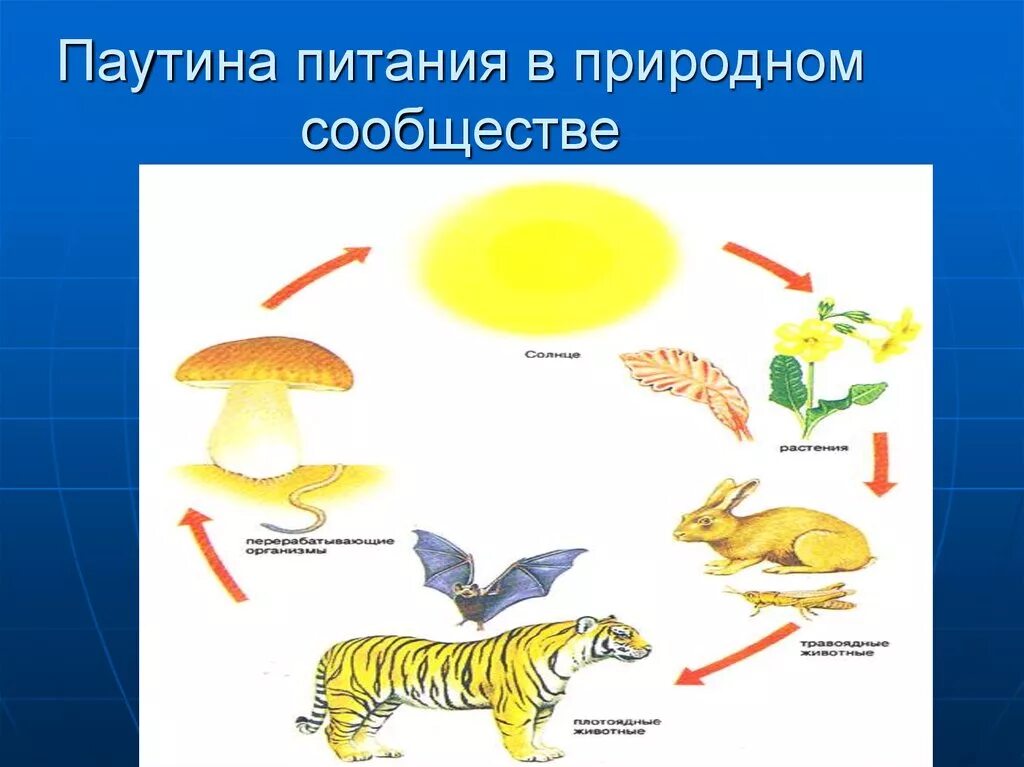 Естественные сообщества окружающий мир 3 класс