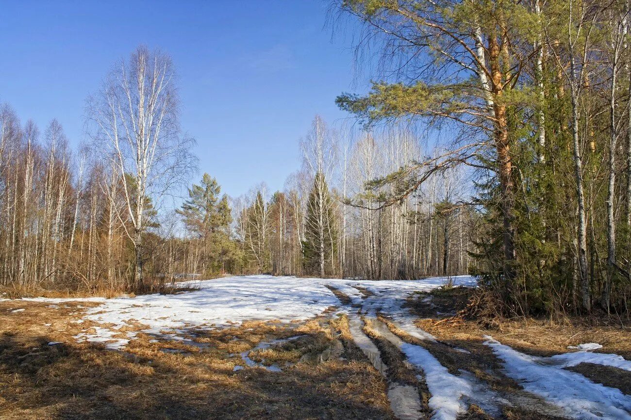 Весенний лес.