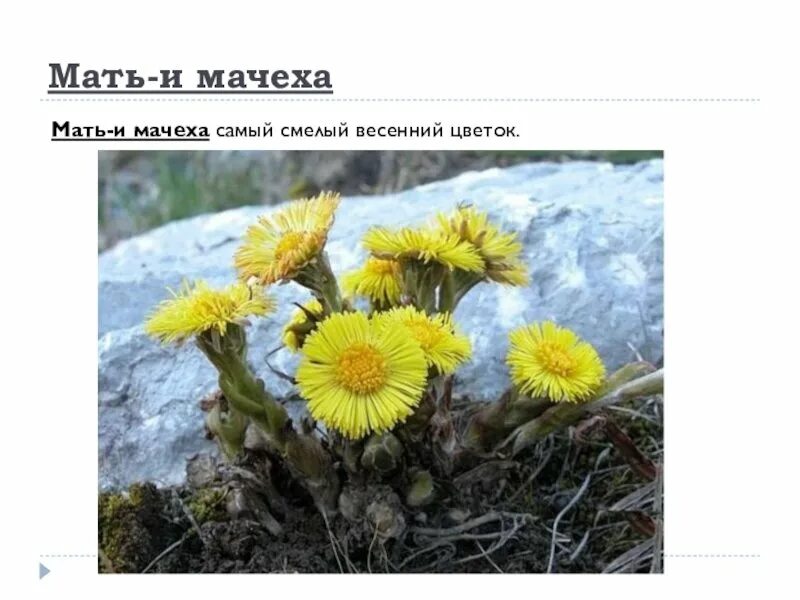Цветок мачеха как выглядит Апельсин. Мать-и-мачеха смотреть видео онлайн от "Телекомпания Первоуральск" в