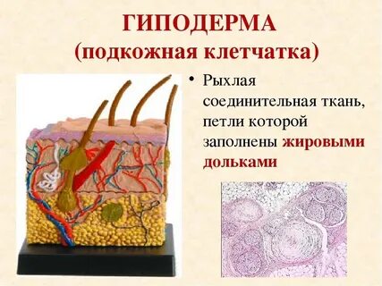 Подкожные элементы
