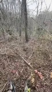 Чешский охотник тг