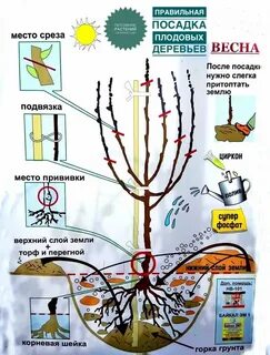 Расстояние посадки фруктовых деревьев