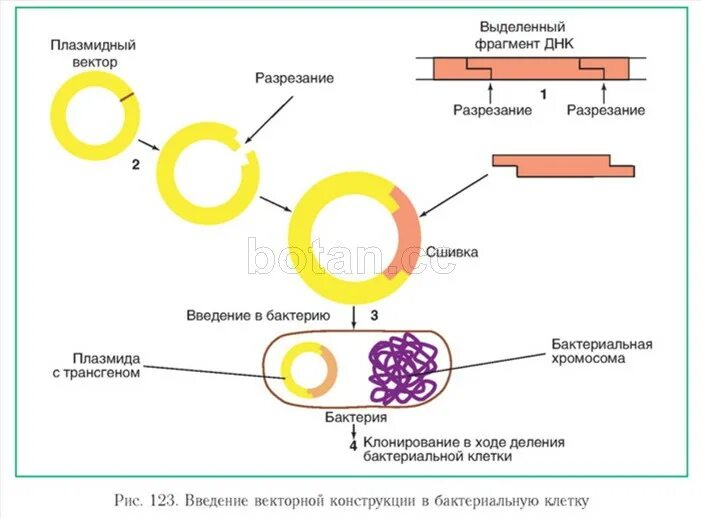 Схема получения рекомбинантного инсулина. Метод рекомбинантных плазмид схема. Схема искусственного получения инсулина. Схема синтеза инсулина генная инженерия. Пересадка генов днк бактерий