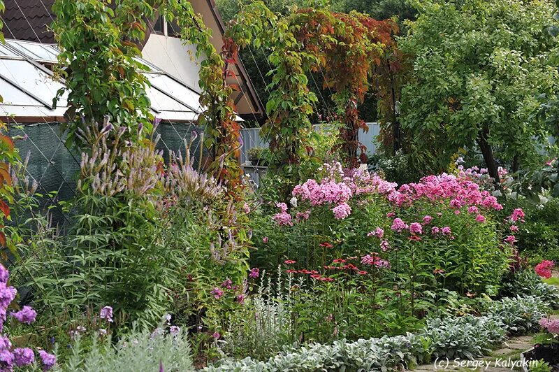 Сад под петербургом ольги макаровой дзен. Сад под петербургом ольги макаровой. Сад под петербургом ольги. Сад марины шиманской под питером. Сад ольги молчановой под петербургом.