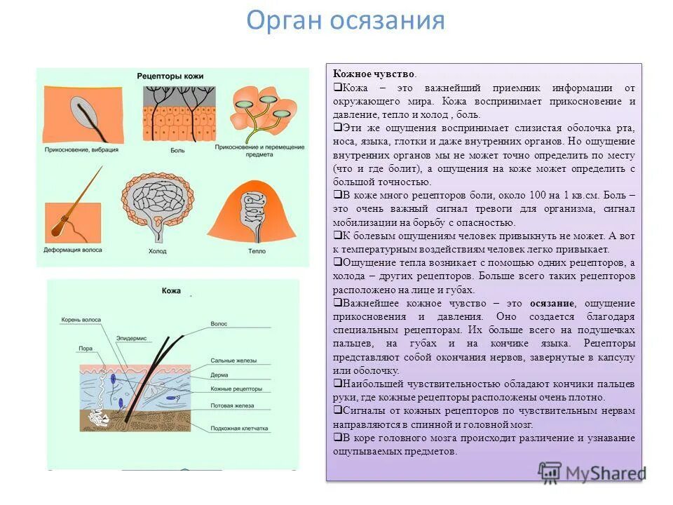 Назовите органы чувств почему павлов рецепторы органов. Орган осязания кожа схема. Рецепторы кожи анализатор. Схема анализатора осязания. Осязательный анализатор строение.