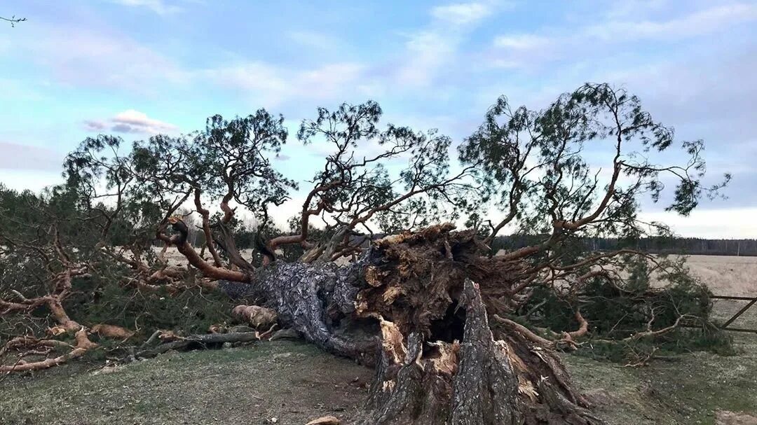 Восточное дерево долгожитель. Генерал шерман (tree). Долголетние деревья. Самое долгожительное дерево. Дерево долгожитель 6.