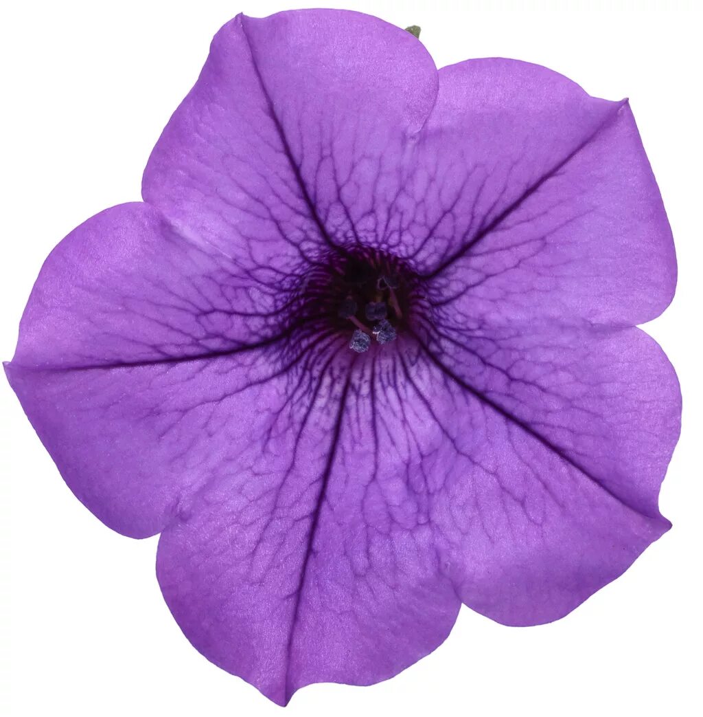 Петуния вивьен. Петуния supertunia mini vista violet. петуния супертуния триумф. петуния supertunia mini vista blue. петуния mini vista indigo.