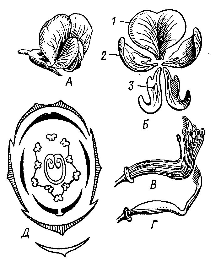 Андроцей диаграмма цветка. Двубратственный андроцей гороха посевного. Гинецей гороха. Гинецей бобовых.