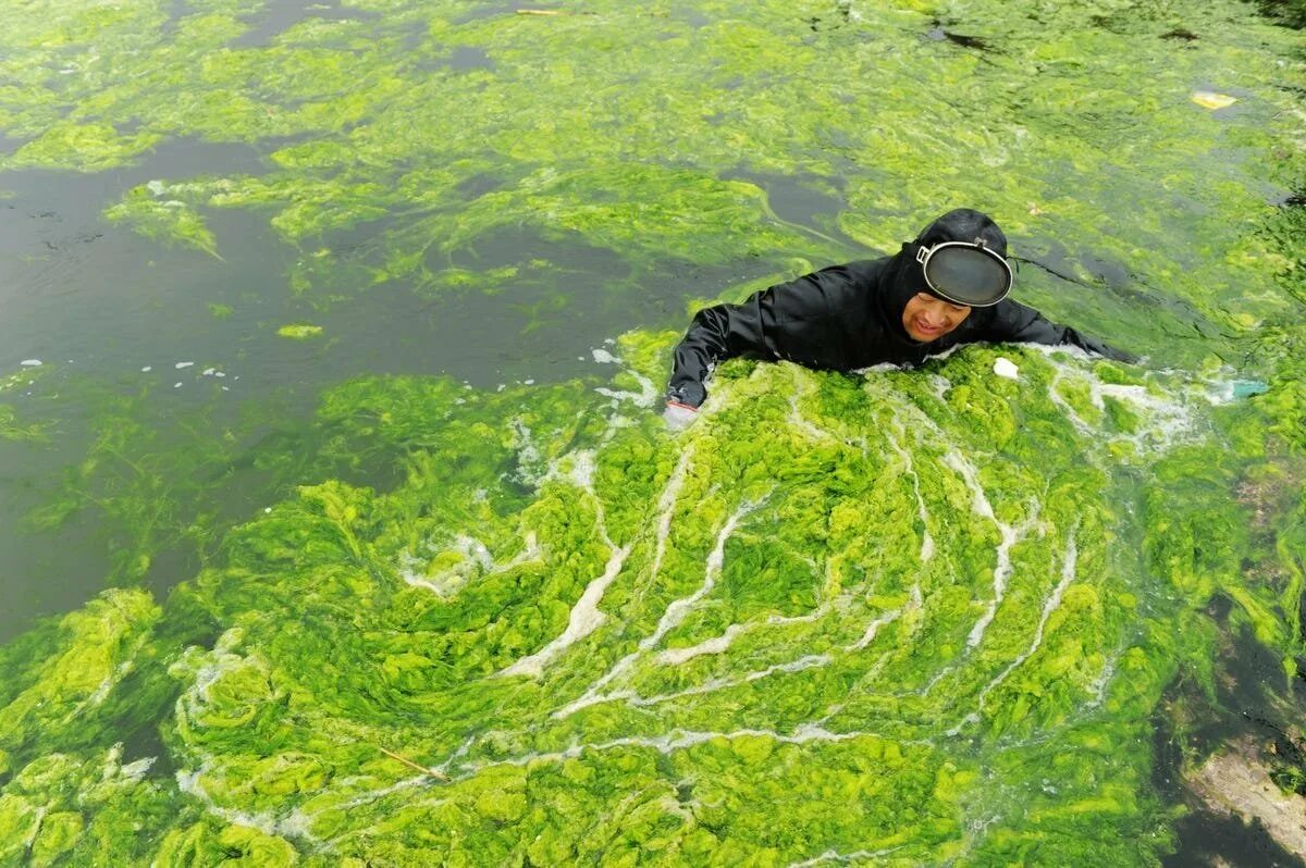 Опасные водоросли. Огромные водоросли. Человек в водорослях.