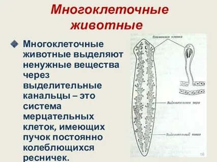 Человек многоклеточного организма
