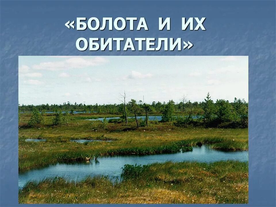 Болота проект. Жители болота. Болото окружающий мир. Болото и его обитатели. Окружающий мир 2 класс обитатели болота.