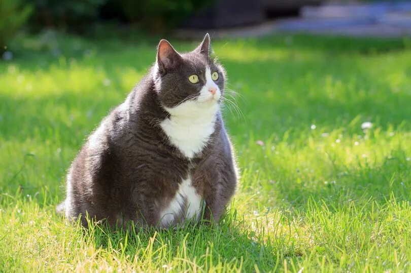 Упитанный это. Фэт Кэт. Толстый кот. Жирный котик. Толстая кошка.