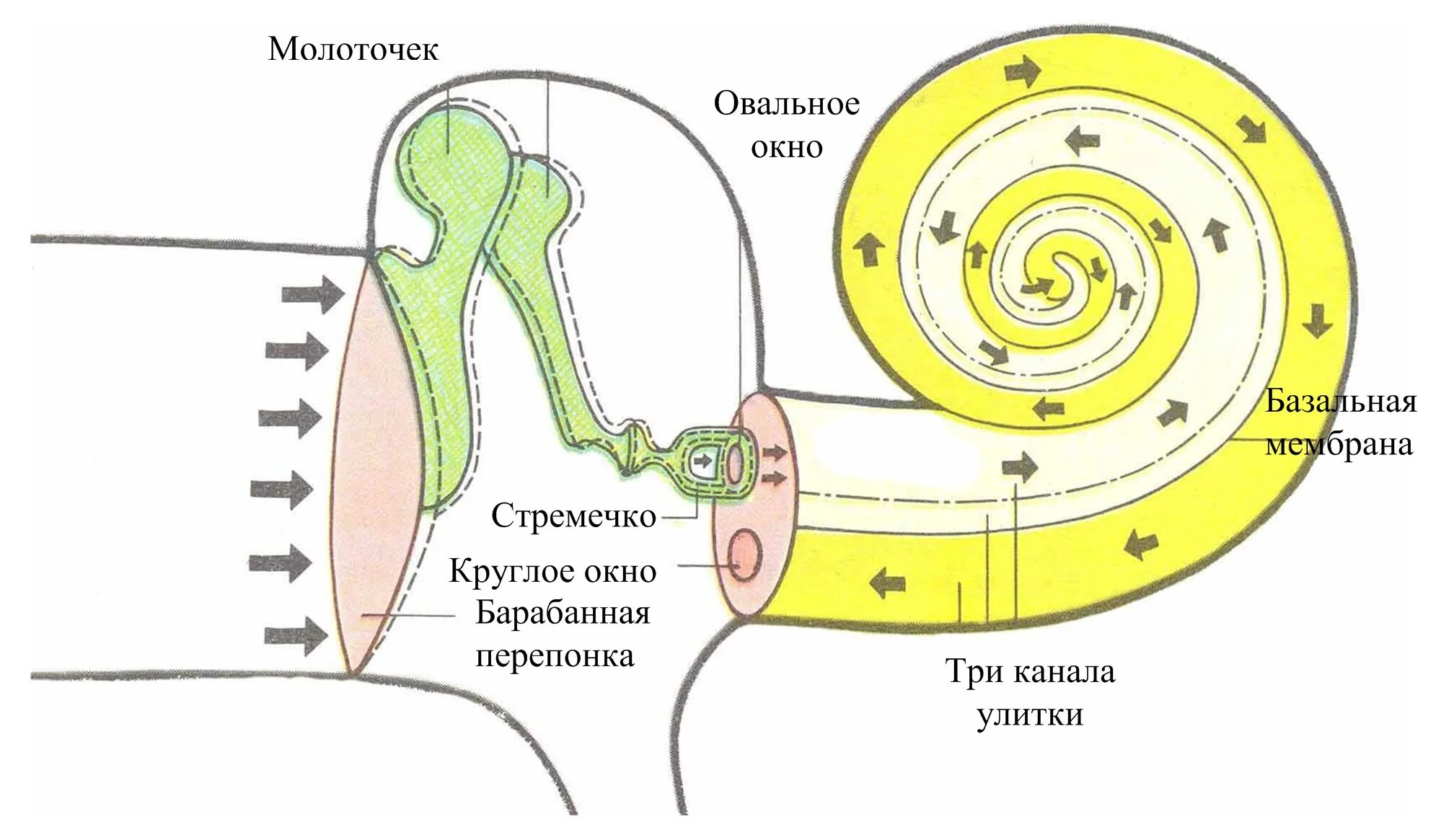 Внутреннее ухо строение улитки. Строение улитки уха человека. Строение улитки уха. Строение улитки внутреннего уха.