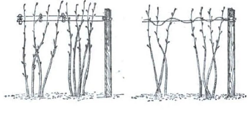Как подвязать малину правильно легко быстро. Подвязка ремонтантной малины. Подвязка побега малины. Подвязка высокорослой малины. Штамбовая малина подвязка.