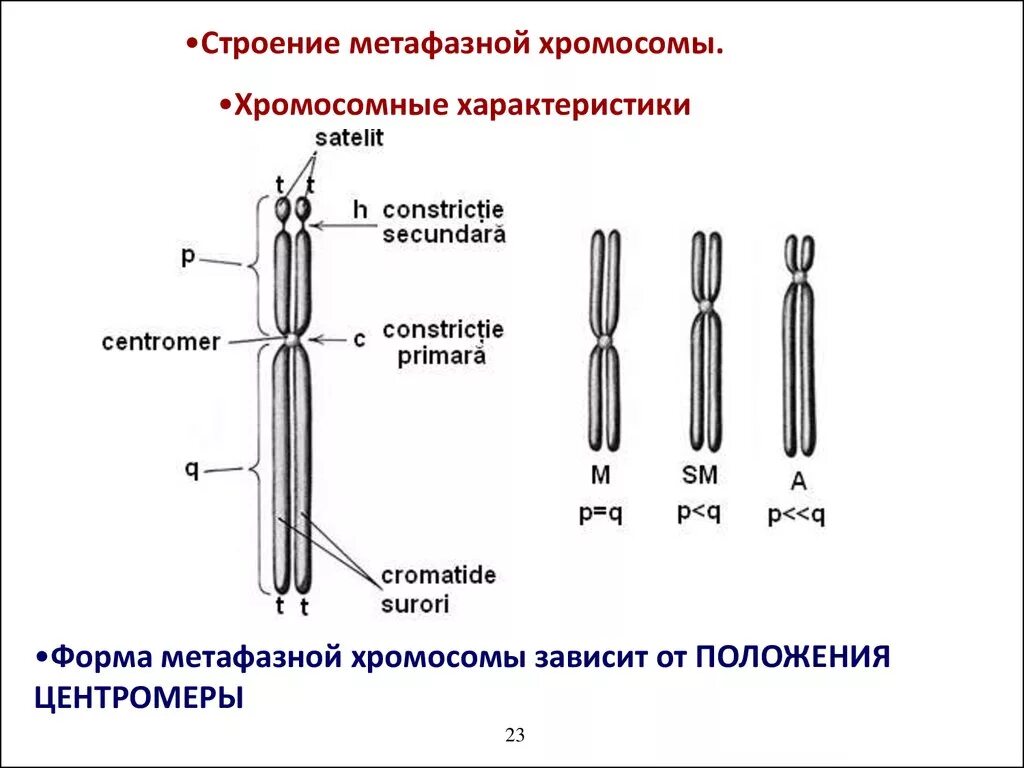 Схема строения метафазной хромосомы. Строение метафазной хромосомы. Строение хромосомы рисунок. Строение хромосомы метафазная хромосома.