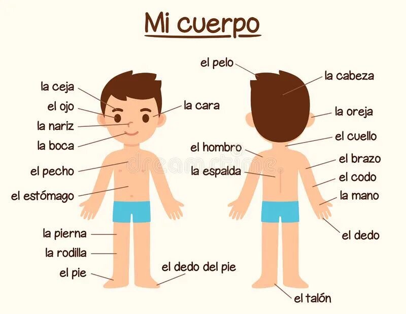Части тела на испанском. Фелис кумплеаньос. Мужчина на испанском языке. Мужчина на испанском языке. Части тела на испанском для детей.