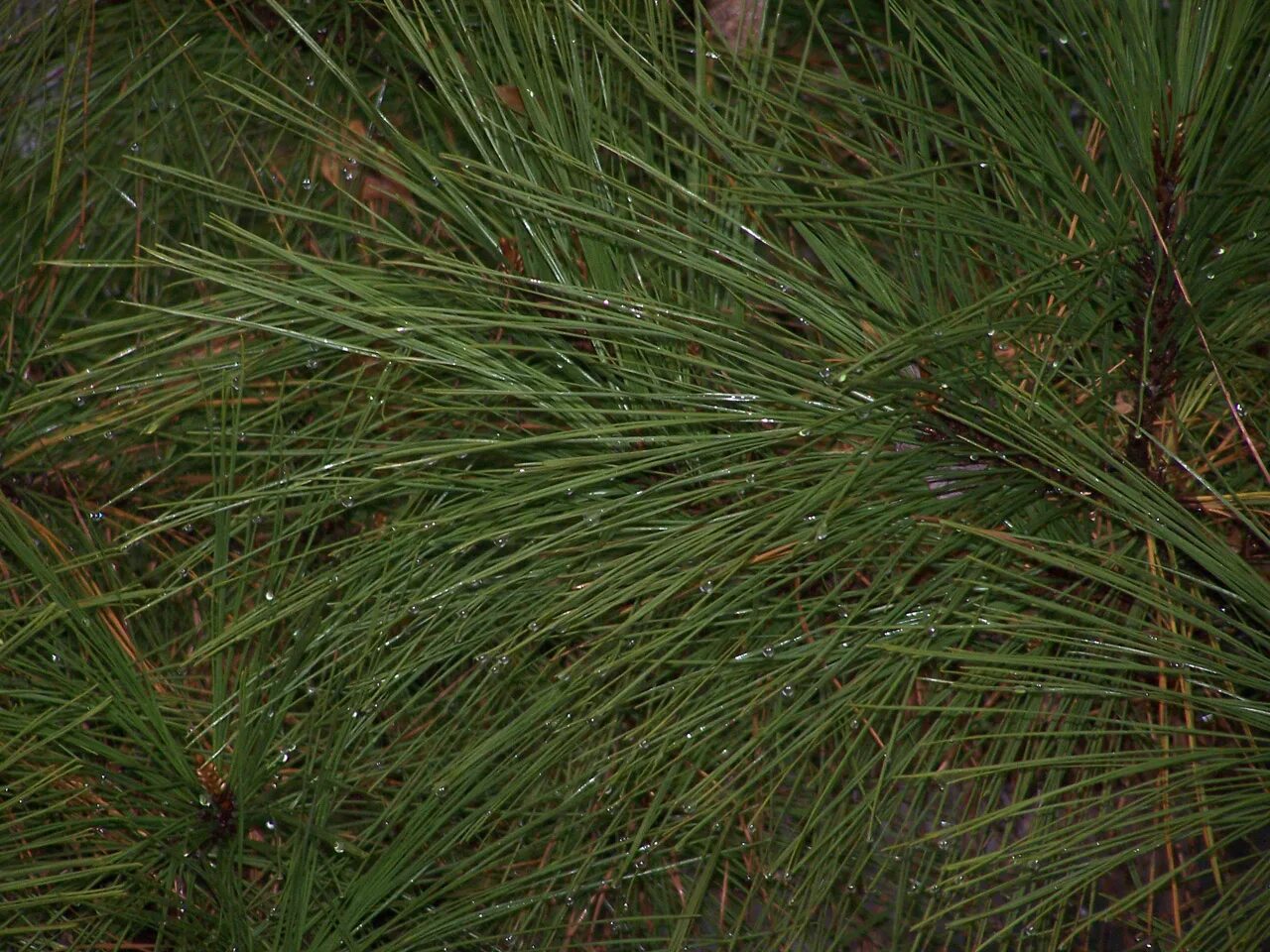 Нитчатая хвоя. Спрайт из сосновых иголок. Паста из сосновых иголок. Хвоя чери. Хермесы на хвойных.