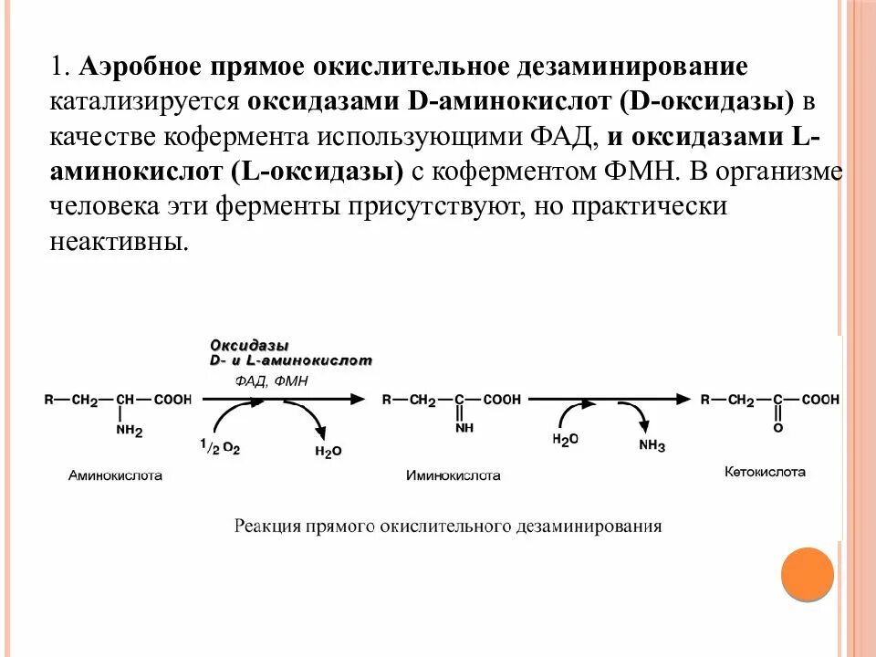 Прямое окислительное дезаминирование аминокислот. Аэробное прямое окислительное дезаминирование. Окислительное дезаминирование аминокислот. Реакция прямого дезаминирования. Аэробное соединение