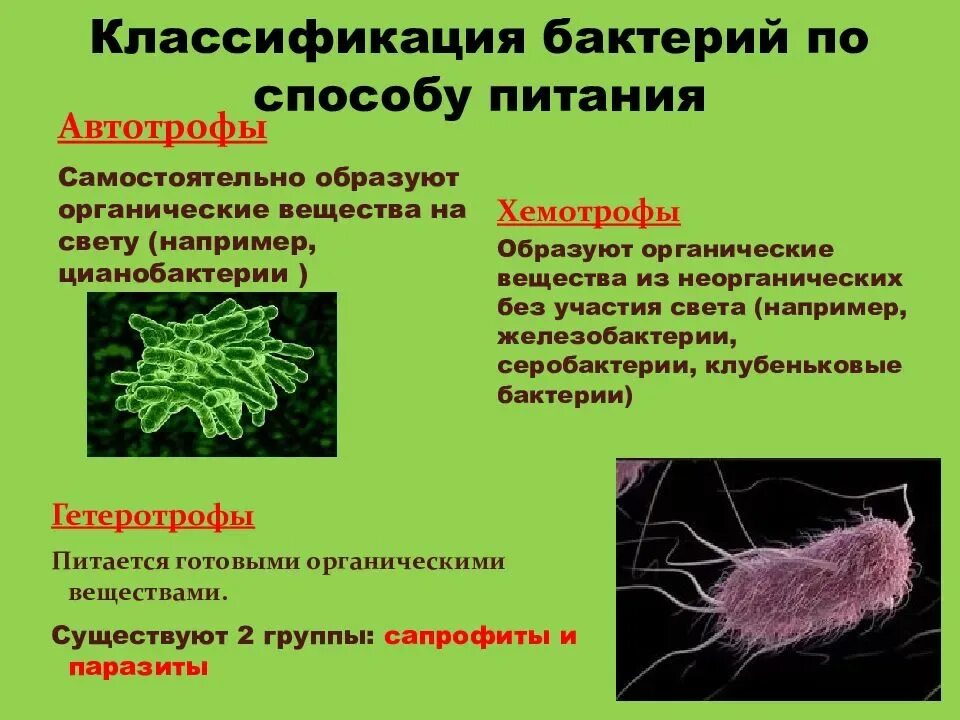 Бактерии и вирусы 5 класс биология презентация. Царство бактерии строение биология. Биология 5 класс строение виды жизнедеятельность бактерий. Характеристика бактерий классификация бактерий. Классификация царства бактерий 5 класс биология.