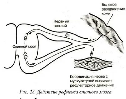 Плотный нервно