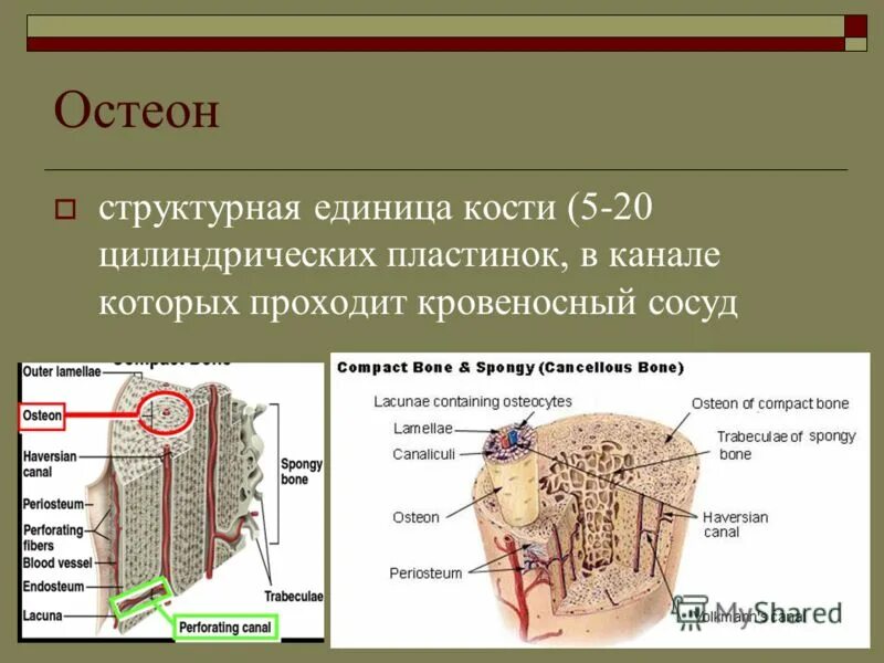 Структурная единица кости