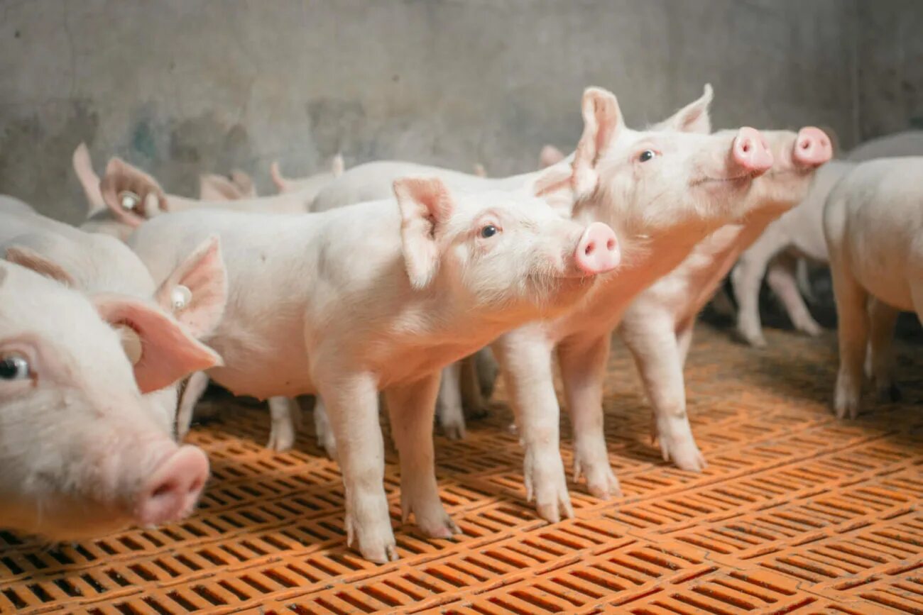 Центры свиноводства. Свинокомплекс мичуринский. Районы свиноводства в россии. Агроэко свинокомплекс. Факторы размещения свиноводства в россии.