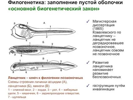 Ланцетник беспозвоночное