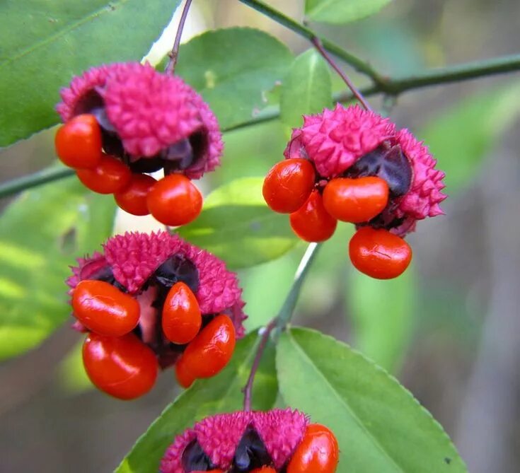 Free Images : fruit, flower, orange, food, green, red, produce, flora, berries, 
