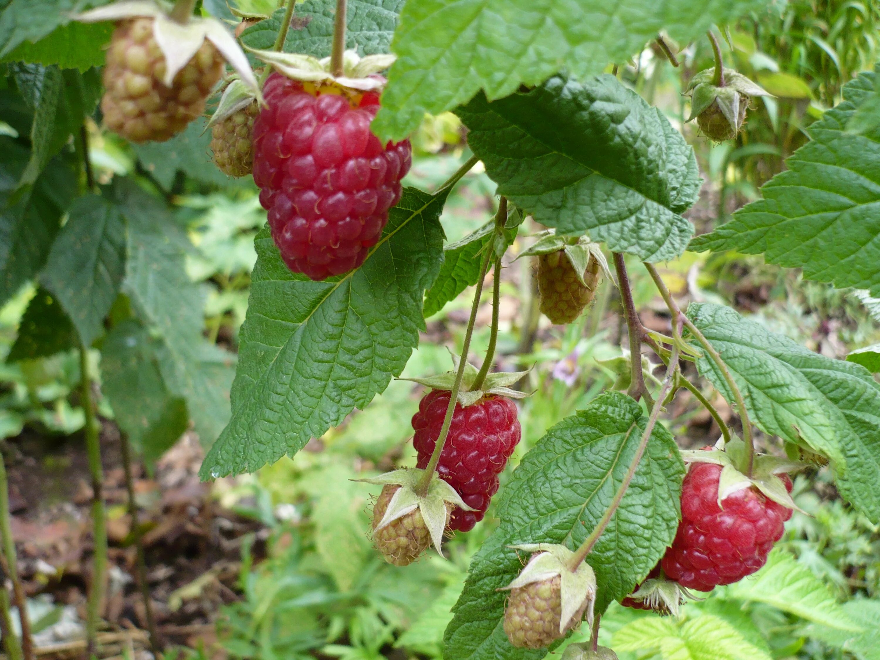 ремонтантная малина. брянское чудо малина ремонтантная. сорт малины брянское диво. малина брянское диво. брянская дива малина ремонтантная.