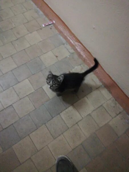 Абрамов нашел кошку