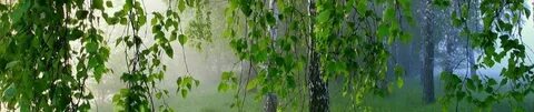 Стояла береза видео