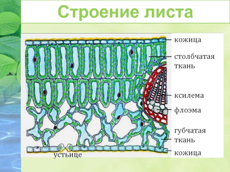 Внутреннее строение листа ткани. Основная ткань растений кожица листа. строение кожицы и мякоти листа. строение клетки кожицы листа.