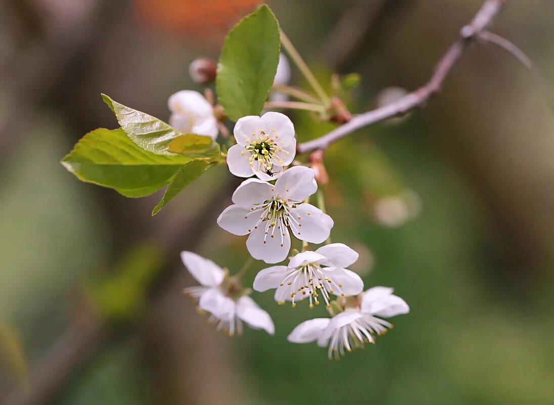 Вишня 2022. Александр вишня в 2022. Вишня 2022. Жигулевская вишня магнит. Вишня шоколадница фото взрослого дерева.