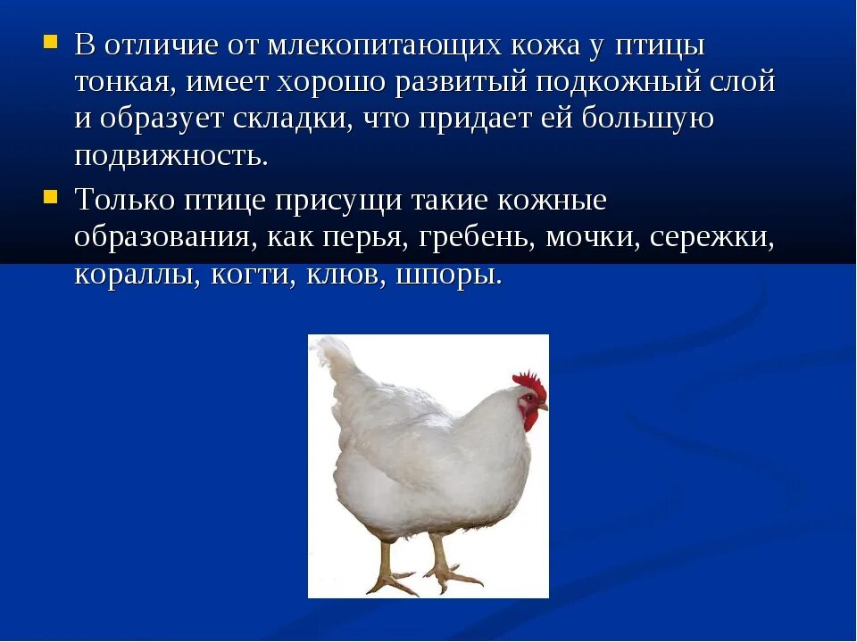 Укажите главные черты сходства и отличия птиц. Отличие птиц от млекопитающих. Выводы о птицах и млекопитающих. Чем отличаются птицы от млекопитающих. Что общего у птиц и млекопитающих.