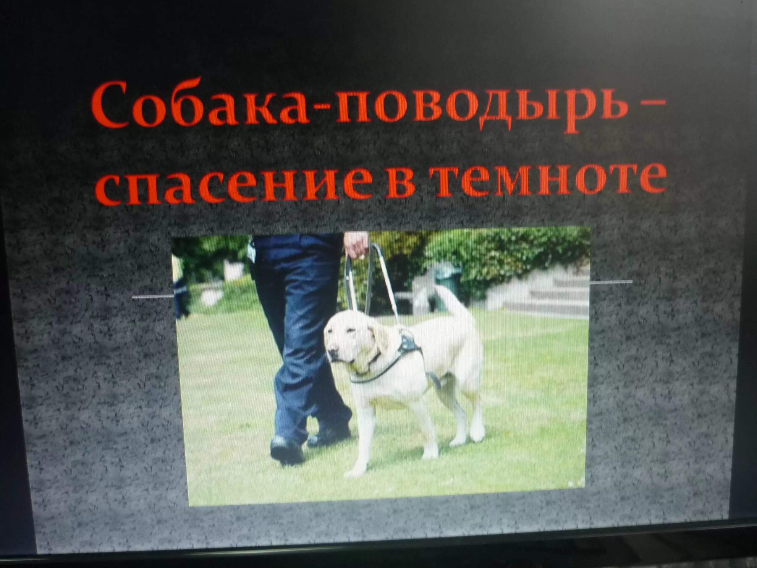 Поводырь рассказ на дзен. Международный день собак поводырей 27 апреля. Собака поводырь. Собака поводырь спасение в темноте. Собаки поводыри в России.