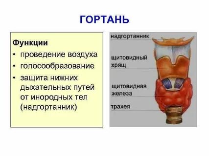 Функции гортани