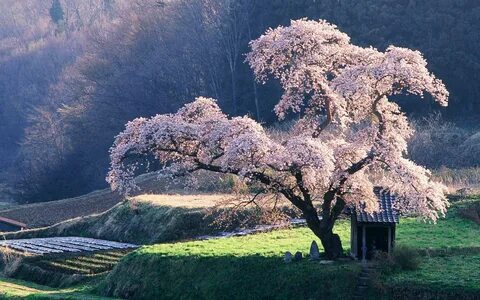 Cherry Blossom Tree, Japan Цветущие Деревья, Цветки Лотоса