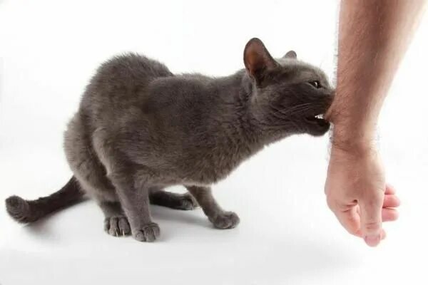 Как выглядит укус кота Что делать, если кошка укусила ребенка Детский сад № 118 г. Тюмени