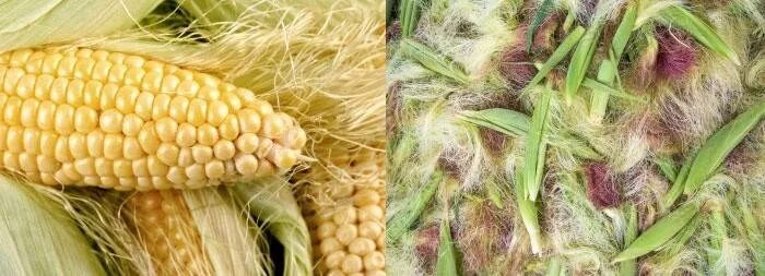 Кукурузных рылец. Кукурузное волокно. Рыльца кукурузы. Кукурузные рыльца фото. Кукурузное волокно.