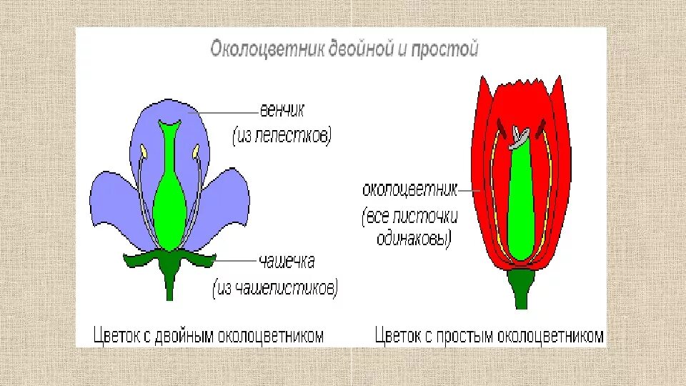 Строение двойного околоцветника. Околоцветник двойной и простой биология 6 класс. Из чего состоит околоцветник 6 класс. Околоцветник схема цветка. Какой околоцветник изображен на рисунке