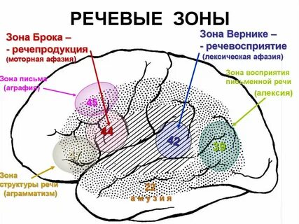 Где расположен центр речи